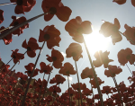 Ceramic poppies commemorate British soldiers killed during WWI